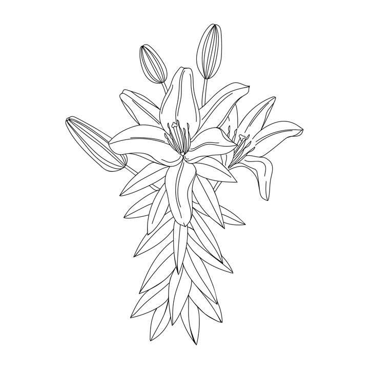 Lily flower illustration. Modern botanical drawing for pattern, logo, template, banner, posters, invitation and greeting card design. Black lily outline. Summer flower design.